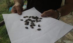 Kahverengi kokarcayla mücadele sürüyor