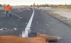 Aracın çarptığı 2 at hayatını kaybetti