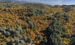 Bu ormana izinsiz girmenin cezası 557 bin TL!