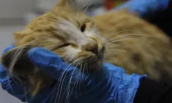 Kedi AIDS’i o kentte tespit edildi!