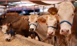 Bakanlık duyurdu: Şap hastalığı kontrol altına alındı