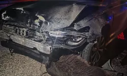 Belediye başkanının makam aracı domuz sürüsüne çarptı