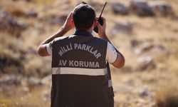 Bursa'da kuş kaçakçıları yakayı ele verdi