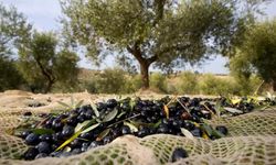 Zeytinde fiyat tartışması: "Çözüm, zeytin komisyonu"