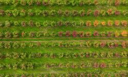 Uludağ eteklerinde renk cümbüşü