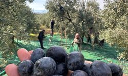 Bursalı üreticiye yağış umut oldu!