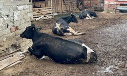 Bursa'da şap hastalığı can aldı