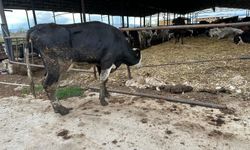 Şapa karşı en radikal koruma aşı: Aşılamayı ihmal etmeyin