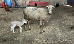 Prof. Dr. Şentürk’ten şap hastalığı uyarısı