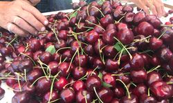 Dondurulmuş gıda sektöründe Türkiye’nin kiraz başarısı