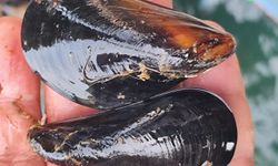 İstanbul'daki gıda zehirlenmesi ve kaçak midye gerçeği