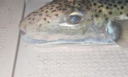 Gemlik Körfezi’nde benekli balon balığı şoku