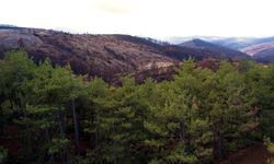 953 hektar kül oldu, Bursa'yı yeniden yeşertecek 300 bin fidan için ilk adım atıldı