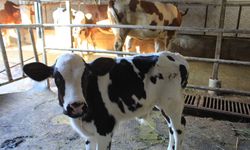 Şap yüzünden beside yüzde 30 kayıp tahmin ediliyor