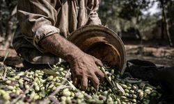 Marmarabirlik önünde zeytin fiyatlarına sert tepki