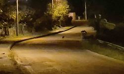 Aç kalan çakal yavruları Bartın şehir merkezinde görüntülendi