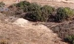 Adana’da nefes kesen kovalamaca: Firari hükümlü boş arazide yakalandı