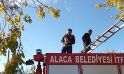 Ağaçta mahsur kalan yavru kedi itfaiye ekiplerince kurtarıldı