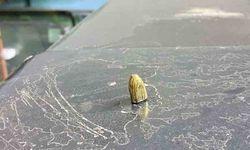 Artvin’de maganda kurşunu park halindeki araca ve iş yerine isabet etti