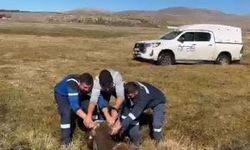 Bataklığa saplanan inek kurtarıldı