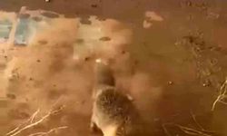 Batman’da bidona kafası sıkışan tilki kurtarıldı