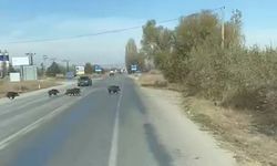 Beyşehir’de kara yoluna çıkan yaban domuzu sürüsü böyle görüntülendi
