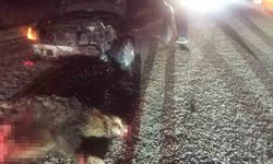 Bolu’da domuza çarpan otomobil hurdaya döndü: 1 yaralı