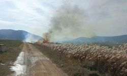 Bucak’ta sazlık alanda yangın