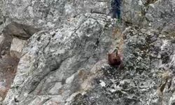 Burdur’da mahsur kalan keçiler ekipler tarafından kurtarıldı