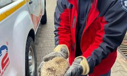 Burhaniye’de mazgala sıkışan kirpiyi itfaiye kurtardı