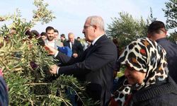 Çanakkale’de protokol ile zeytin hasadı