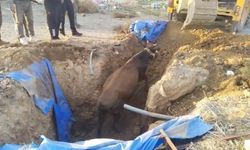 Çukura düşen büyükbaşı itfaiye kurtardı