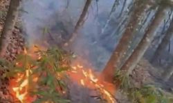 Düzce’de ormanlık alanda örtü yangını