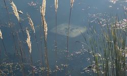 Ehliyetsiz sürücü araçla gölete düştü