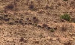 Elazığ’da domuz sürüsü görüntülendi