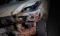 Elazığ’da kamyonet sürüye çarptı: 30 küçükbaş hayvan telef oldu