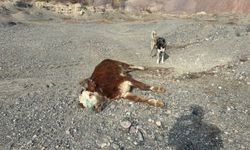 Erzincan’da tehlikeli sorumsuzluk: Şaplı hayvanlar meraya atıldı