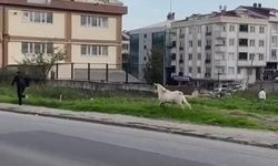 Esenyurt’ta bir keçi öğrencileri böyle kovaladı