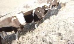 Firar eden inekleri jandarma ekipleri buldu