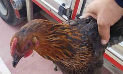 Harşit Çayı’na düşen tavuğu itfaiye kurtardı