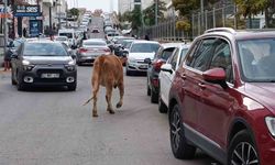 İnekler şehre indi, trafikte ilginç görüntüler oluştu