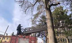 İtfaiyeden su fışkırtma tekniğiyle kedi kurtarma operasyonu