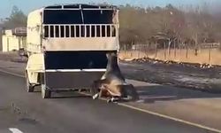 Kamyonetin arkasına bağlanan at yola düşüp sürüklendi: O anlar kamerada