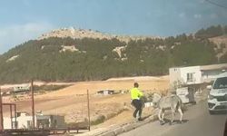 Kazaya davetiye çıkaran eşeğe polis müdahale etti