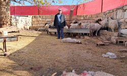 Kilis’te kurt saldırısında 3 küçükbaş telef oldu