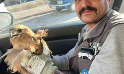 Kırşehir’de yaralı halde bulunan şahin tedavi altına alındı