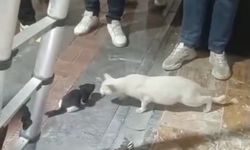 Kolon boşluğuna düşen 2 yavru kedi, itfaiye ekipleri tarafından kurtarıldı