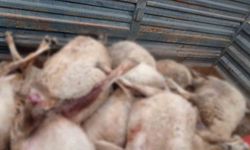 Kurt sürüsünün saldırdığı 30 küçükbaş hayvan ile 1 köpek telef oldu