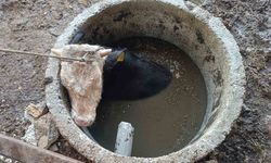 Kuyuya düşen ineği itfaiye kurtardı