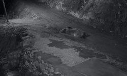 Mahalleliyi canından bezdiren ayının evinin önünde yattığını görünce kamyoneti ile peşine düştü